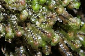 Attēlu rezultāti vaicājumam “Scapania undulata”