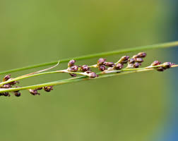 Attēlu rezultāti vaicājumam “Juncus compressus”