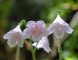 Attēlu rezultāti vaicājumam “Linnaea borealis”