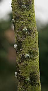 Attēlu rezultāti vaicājumam “Viscum album female flower”