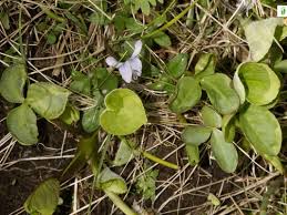 Attēlu rezultāti vaicājumam “Viola rupestris leaf”