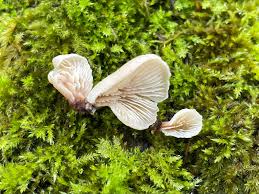 Attēlu rezultāti vaicājumam “Lentinellus ursinus”