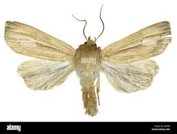 Attēlu rezultāti vaicājumam “Mythimna impura”