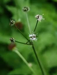 Attēlu rezultāti vaicājumam “Sanicula europaea flower”