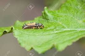 Attēlu rezultāti vaicājumam “Coccinella septempunctata larva”