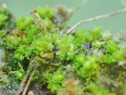 Attēlu rezultāti vaicājumam “Fossombronia wondraczekii”