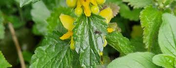 Attēlu rezultāti vaicājumam “Cirsium vulgare leaf”