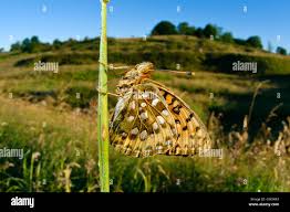 Attēlu rezultāti vaicājumam “Argynnis aglaja underside”
