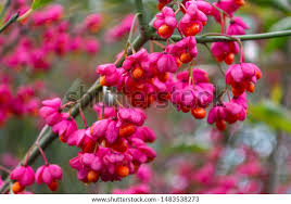Attēlu rezultāti vaicājumam “Euonymus europaeus flower”