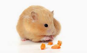 Image result for хомек