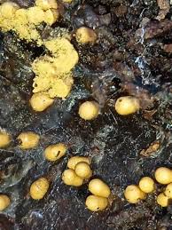 Attēlu rezultāti vaicājumam “Trichia ambigua”