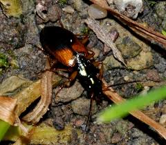 Attēlu rezultāti vaicājumam “Anchomenus dorsalis”