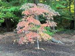 Attēlu rezultāti vaicājumam “Acer pseudosieboldianum”
