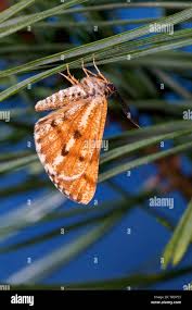 Attēlu rezultāti vaicājumam “Bupalus piniaria female”
