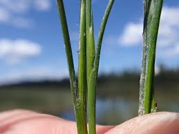 Attēlu rezultāti vaicājumam “Juncus articulatus”
