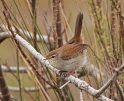 Image result for Cettia cetti