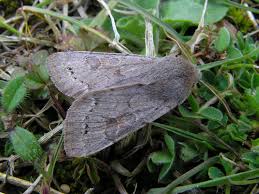 Attēlu rezultāti vaicājumam “Orthosia populeti”