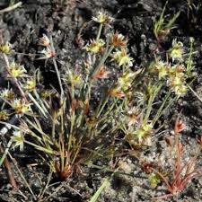 Attēlu rezultāti vaicājumam “Juncus capitatus”