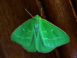 Attēlu rezultāti vaicājumam “Thetidia smaragdaria”