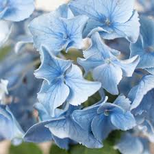 Attēlu rezultāti vaicājumam “Hydrangea”