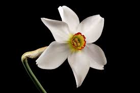 Attēlu rezultāti vaicājumam “Narcissus poeticus”