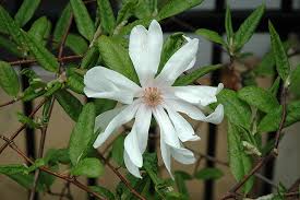 Attēlu rezultāti vaicājumam “Magnolia x loebneri”