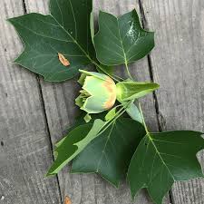 Attēlu rezultāti vaicājumam “Liriodendron tulipifera leaf”