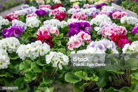 Image result for Primula obconica