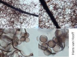 Attēlu rezultāti vaicājumam “Comatricha alta spores”