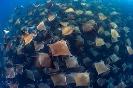 Image result for Mobula munkiana