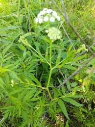 Attēlu rezultāti vaicājumam “Sium latifolium”