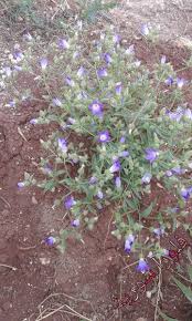 Image result for Campanula strigosa