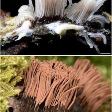 Attēlu rezultāti vaicājumam “Lycogala irregulare young”