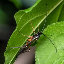 Attēlu rezultāti vaicājumam “Ichneumonidae imago”