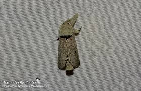 Attēlu rezultāti vaicājumam “Cossidae”