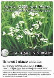 Attēlu rezultāti vaicājumam “Galium boreale fruit”