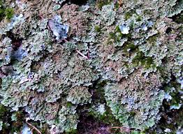 Attēlu rezultāti vaicājumam “Physconia enteroxantha”