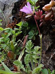 Attēlu rezultāti vaicājumam “Erodium cicutarium bud”