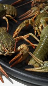 Attēlu rezultāti vaicājumam “Astacus leptodactylus”