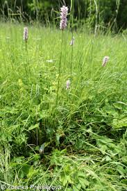 Attēlu rezultāti vaicājumam “Bistorta major flower”