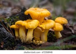 Attēlu rezultāti vaicājumam “Cantharellus cibarius”