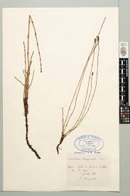 Attēlu rezultāti vaicājumam “Equisetum variegatum”