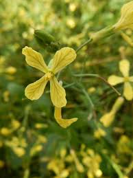 Attēlu rezultāti vaicājumam “Raphanus raphanistrum”