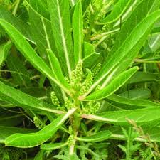 Attēlu rezultāti vaicājumam “Phytolaccaceae”