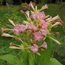 Attēlu rezultāti vaicājumam “Nicotiana tabacum flower”