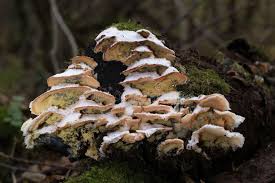 Attēlu rezultāti vaicājumam “Phlebia tremellosa”