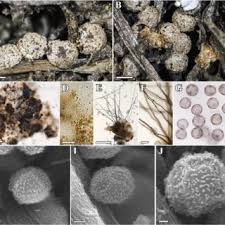 Attēlu rezultāti vaicājumam “Diderma ochraceum sessile”
