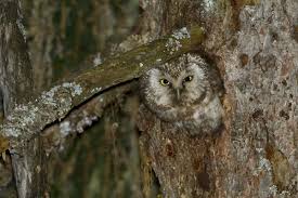 Attēlu rezultāti vaicājumam “Aegolius funereus adult”