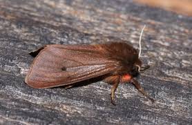 Attēlu rezultāti vaicājumam “Phragmatobia fuliginosa imago”