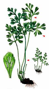 Attēlu rezultāti vaicājumam “Asplenium ruta-muraria”